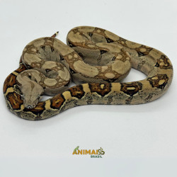 Jiboia Bci (Boa constrictor imperator) - A642