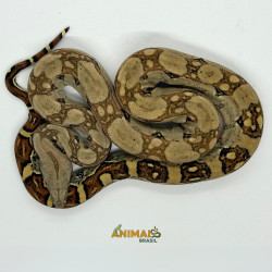 Jiboia Bci (Boa constrictor...