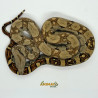 Jiboia Bci (Boa constrictor imperator) - A642