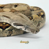 Jiboia Bci (Boa constrictor imperator) - A642