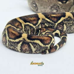 Jiboia Bci (Boa constrictor imperator) - A641