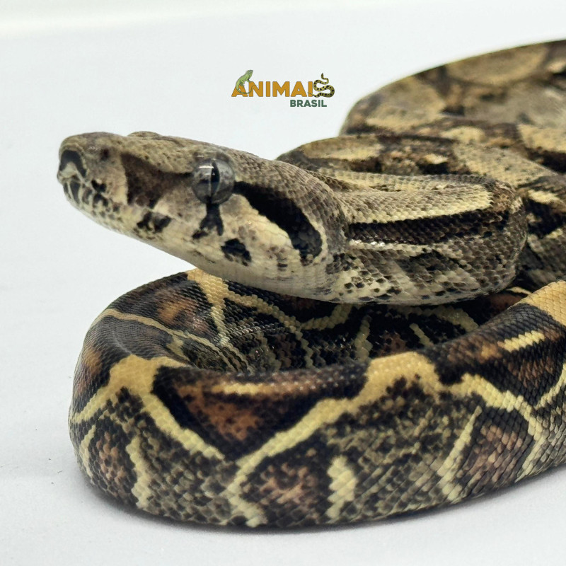 Jiboia Bci (Boa constrictor imperator) - A641