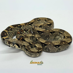 Jiboia Bci (Boa constrictor imperator) - A641