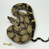 Jiboia Bci (Boa constrictor imperator) - A636