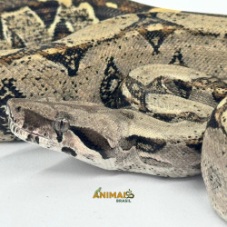 Jiboia Bci (Boa constrictor...