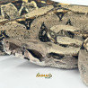 Jiboia Bci (Boa constrictor imperator) - A636