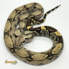 Jiboia Bci (Boa constrictor imperator) - A636