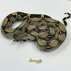 Jiboia Bci (Boa constrictor imperator) - A636