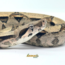 Jiboia Bci (Boa constrictor imperator) - A634