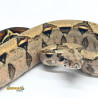 Jiboia Bci (Boa constrictor imperator) - A634