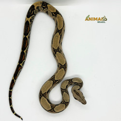 Jiboia Bci (Boa constrictor...