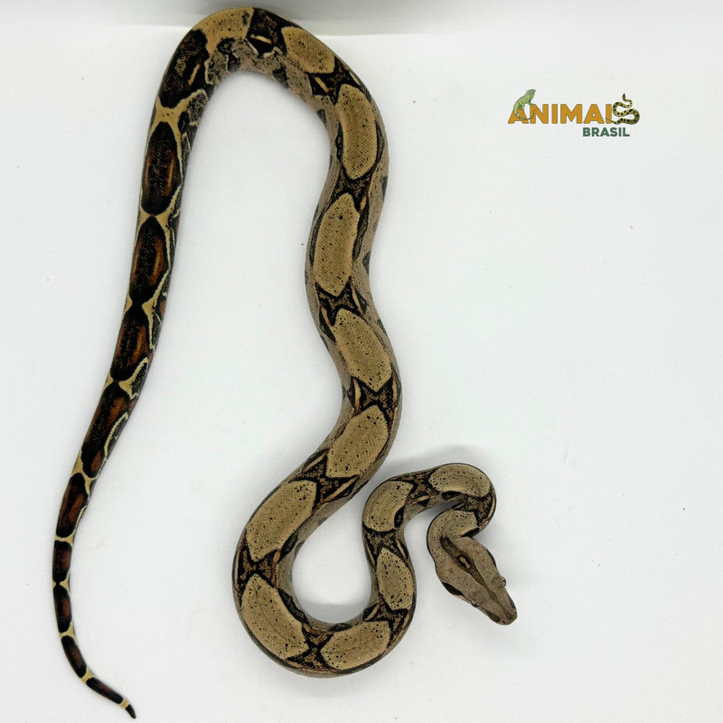 Jiboia Bci (Boa constrictor imperator) - A634