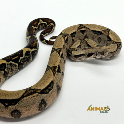 Jiboia Bci (Boa constrictor imperator) - A634