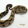 Jiboia Bci (Boa constrictor imperator) - A634