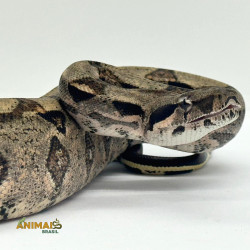 Jiboia Bci (Boa constrictor imperator) - A632