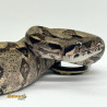 Jiboia Bci (Boa constrictor imperator) - A632