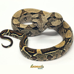 Jiboia Bci (Boa constrictor...