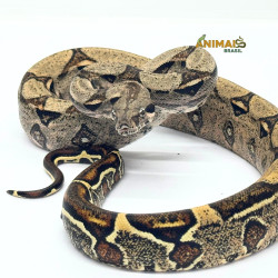 Jiboia Bci (Boa constrictor imperator) - A632