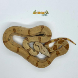 Jiboia Bci (Boa constrictor imperator) A526