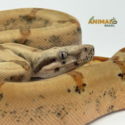 Jiboia Bci (Boa constrictor imperator) A526