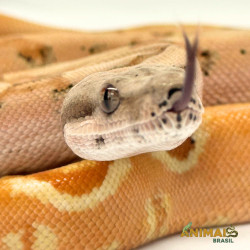 Jiboia Bci (Boa constrictor...