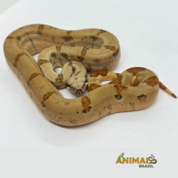 Jiboia Bci (Boa constrictor imperator) A526