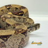 Jiboia Bci (Boa constrictor imperator) A644