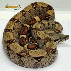 Jiboia Bci (Boa constrictor imperator) A644