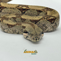 Jiboia Bci (Boa constrictor...