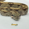 Jiboia Bci (Boa constrictor imperator) A644