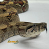 Jiboia Bci (Boa constrictor imperator) A644