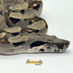 Jiboia Bci (Boa constrictor...