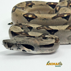 Jiboia Bci (Boa constrictor imperator) - A645