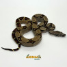 Jiboia Bci (Boa constrictor imperator) - A645