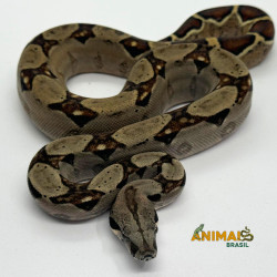 Jiboia Bci (Boa constrictor imperator) - A645