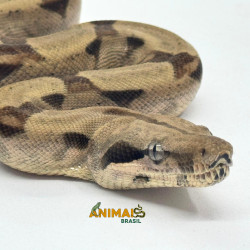 Jiboia Bci (Boa constrictor...