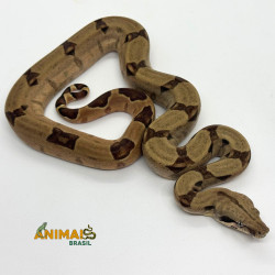 Jiboia Bci (Boa constrictor imperator) - A659