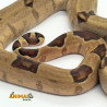 Jiboia Bci (Boa constrictor imperator) - A659