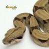 Jiboia Bci (Boa constrictor imperator) - A659