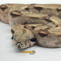 Jiboia Bci (Boa constrictor...