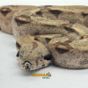 Jiboia Bci (Boa constrictor imperator) A662