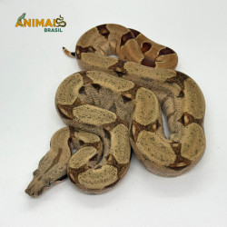 Jiboia Bci (Boa constrictor imperator) A662