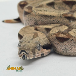 Jiboia Bci (Boa constrictor imperator) A662