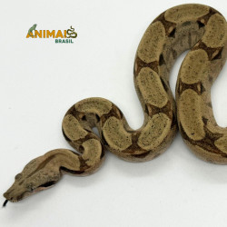 Jiboia Bci (Boa constrictor imperator) A662