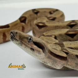 Jiboia Bci (Boa constrictor...