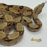 Jiboia Bci (Boa constrictor imperator) - A669