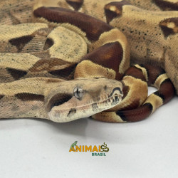 Jiboia Bci (Boa constrictor imperator) - A669