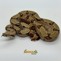 Jiboia Bci (Boa constrictor imperator) - A669