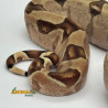 Jiboia Bci (Boa constrictor imperator) - A670