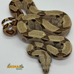 Jiboia Bci (Boa constrictor imperator) - A670